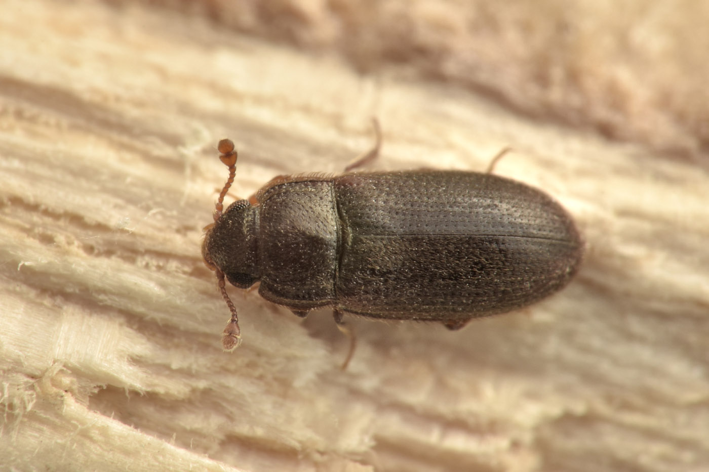 Biphyllidae: Biphyllus frater? S